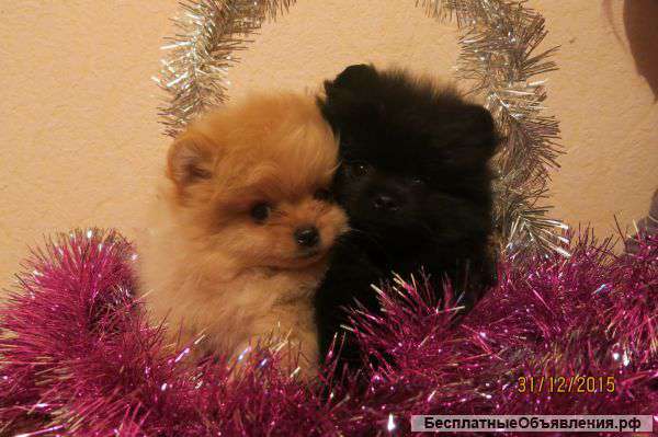 Щенки померанского шпица