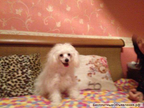 Отдам в хорошие руки