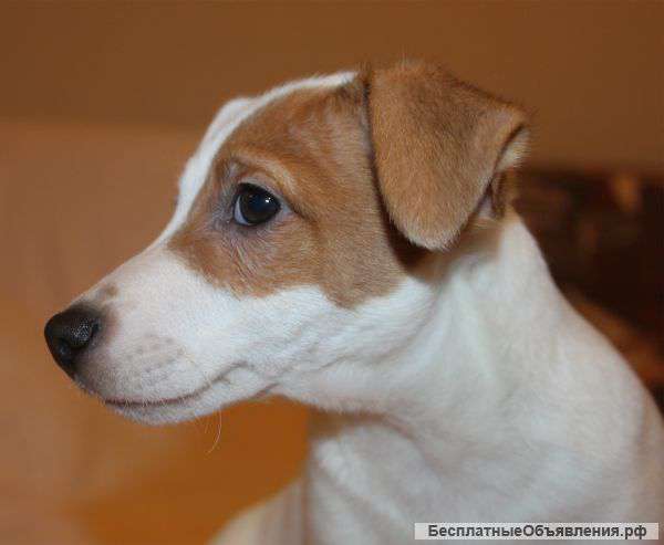 Эксклюзивный щенок джек рассела терьера