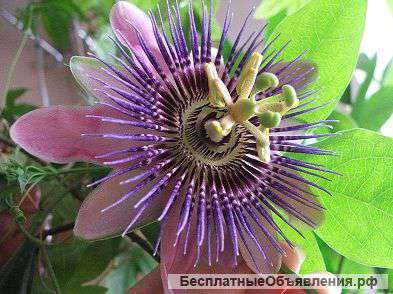 Пассифлора крупноцветковая Алардия укорененный черенок