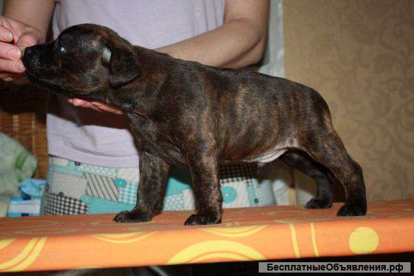 Щенки стаффордширского бультерьера