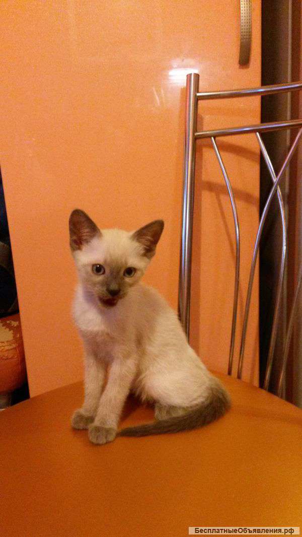 Тайский лапушка