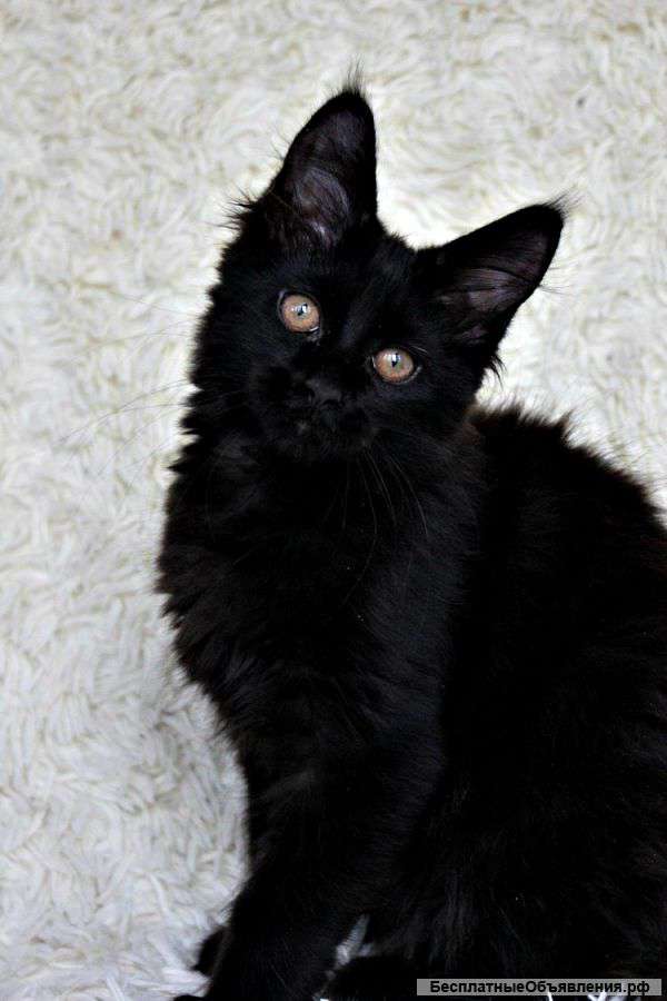 Кошка Мейн Кун