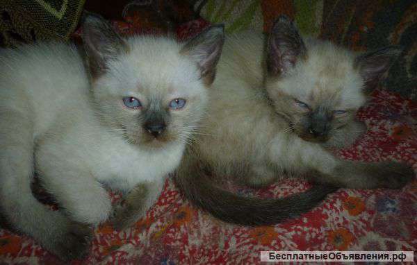 Тайское ласковое чудо