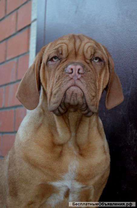 Щенок бордоского дога