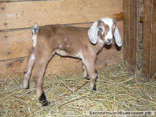 Англо-Нубийские козлята