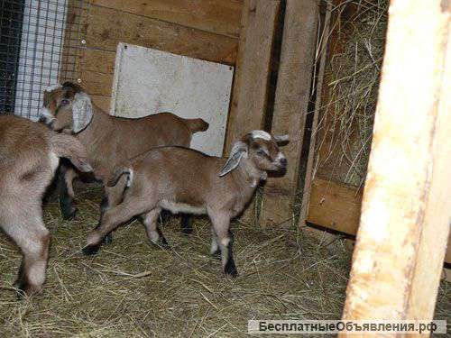 Нубийско-альпийские козлята