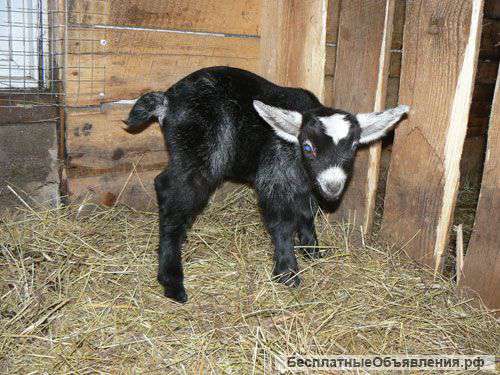 Альпийско-нубийские козлята