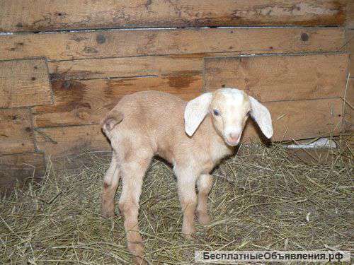 Нубийско 87,5% - зааненские 12,5% козлята