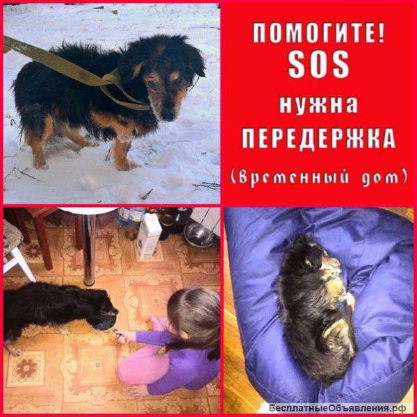 Ищет дом добрый песик,не проходите мимо