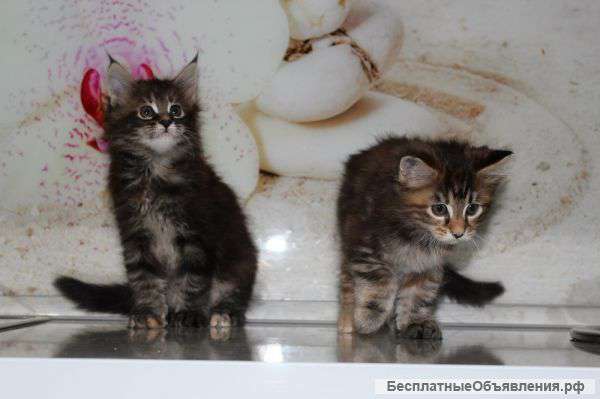 Котята породы мейн кун