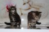 Котята породы мейн кун