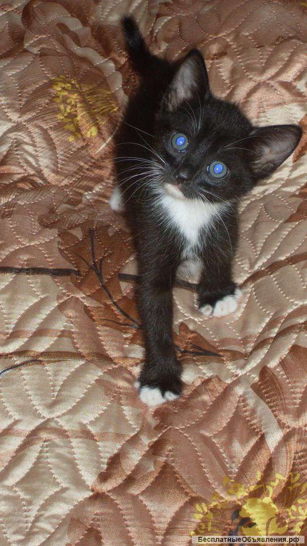 Кошечка в заботливые руки