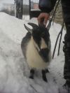 Козлика 1 год ему