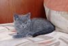 Британский плюшевый котик 3 мес. из питомника