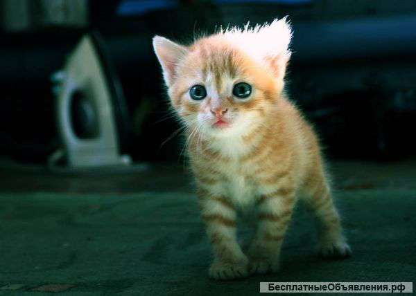Отдам в добрые руки котенка