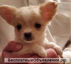 Щенков чихуахуа