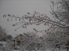 Участок 12 соток в Мичуринце