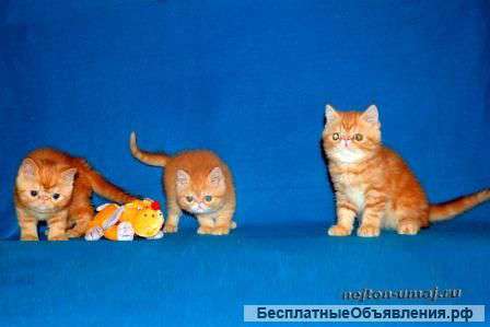 Экзотические короткошерстные котята ( плюшевый перс)