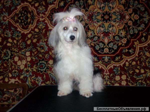 Прими меня в добрые руки девочка породистая