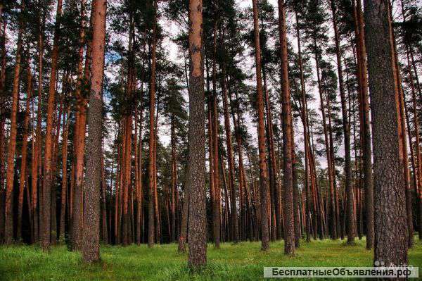 Участок 30 соток д.Любаново