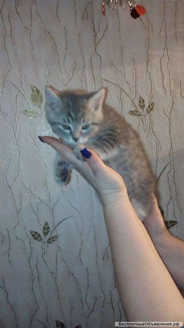 Маленького котенка