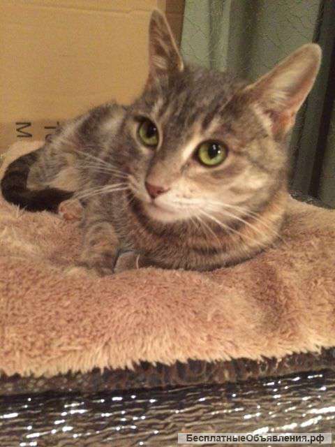 Отдам в хорошие руки