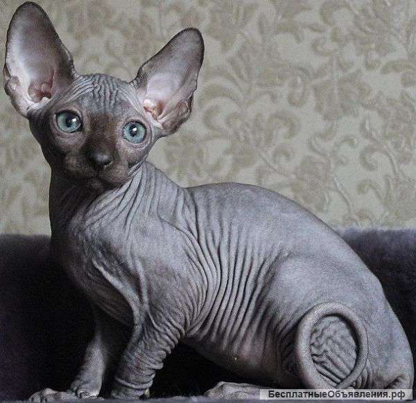 Котята Канадского сфинкса для Вас