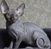 Котята Канадского сфинкса для Вас