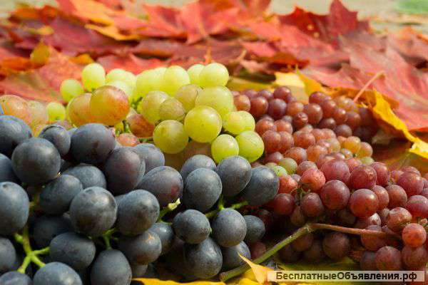 Саженцы винограда