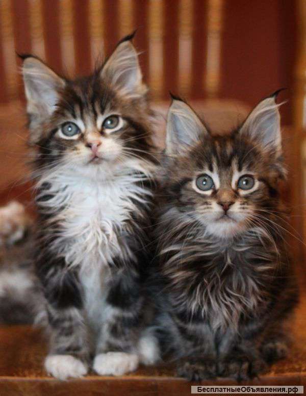 Мейн-кун котята из питомника