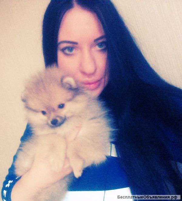 Карликовая померанская девочка мишка