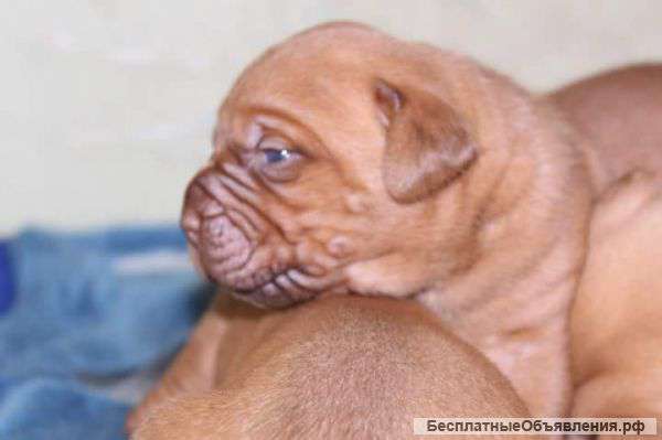 Щенки Бордоского дога