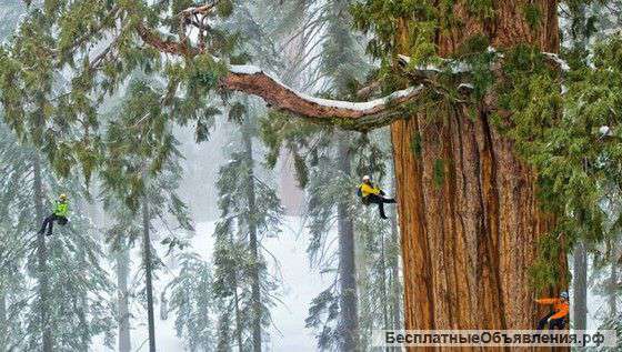 Спил деревьев любой сложности