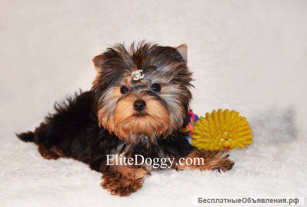 Йоркширский терьер, эксклюзивные щенки