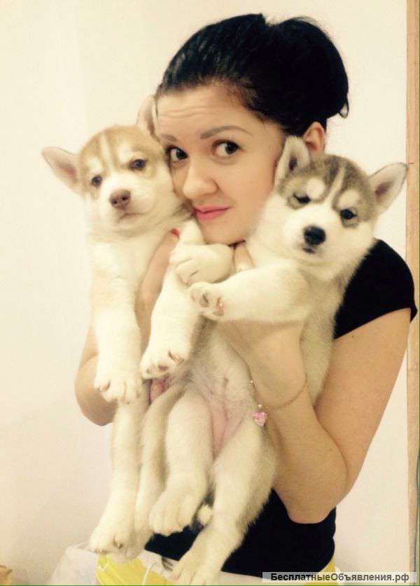 Питомник "Империя Севера"