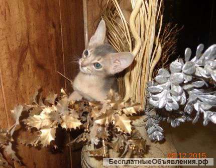 Абиссинские девочки из п-ка "Silver Blossom"