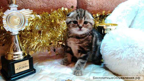 Шотландские котята
