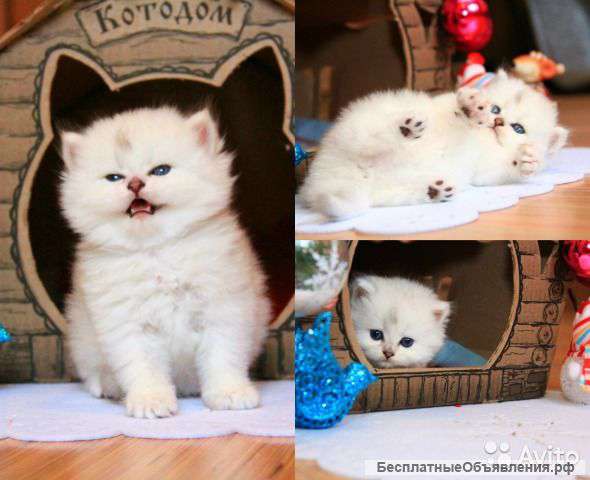 Серебристая шиншилла (золотоноситель)