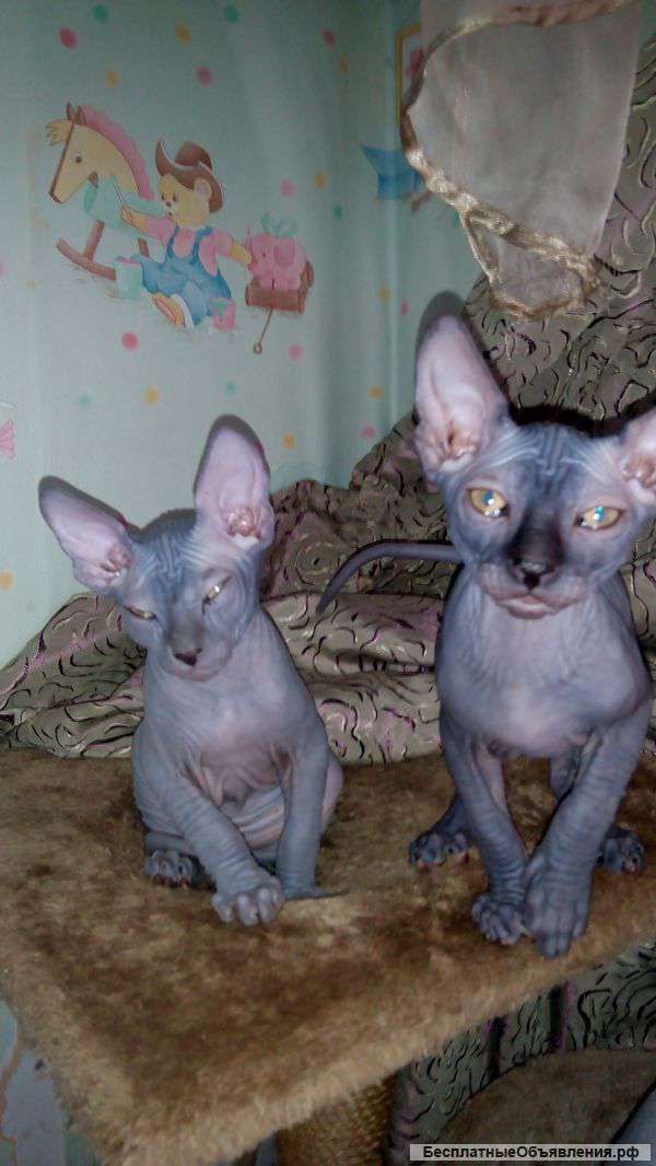 Котята канадского сфинкса