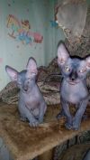 Котята канадского сфинкса