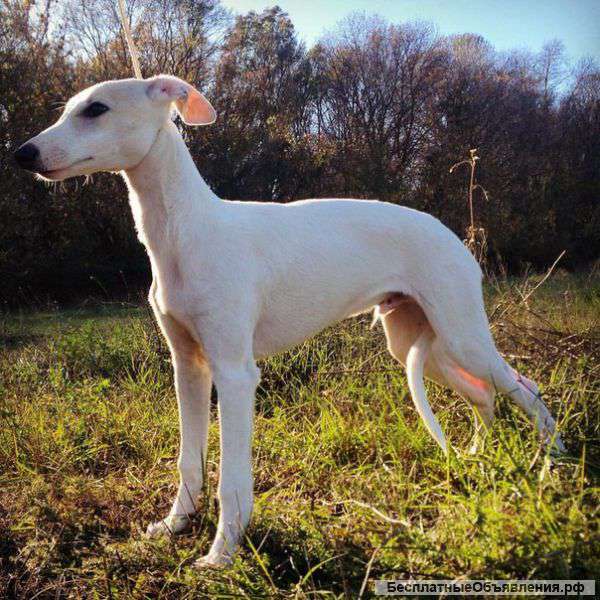 Щенки породы уиппет