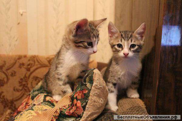 Котята ищут новый дом