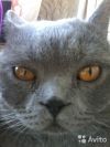 Британский котик ищет невесту). Вязка с британским котом.