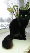 Отдам котика