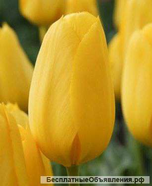 Тюльпаны оптом от производителя. Склад цветов.