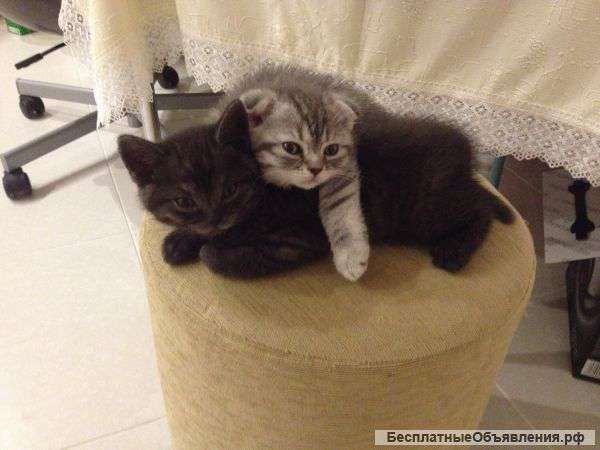 Котенок-британец, очень красивый, окрас-черный мрамор