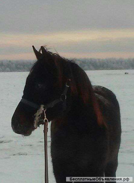 Шикарная кобыла