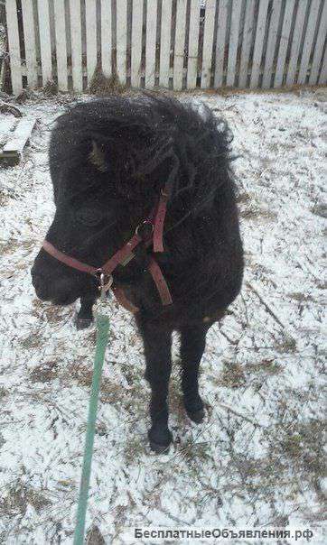 Шикарную кобылу-пони