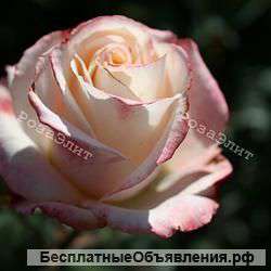 Саженцев роз элитных сортов (РозаЭлит)